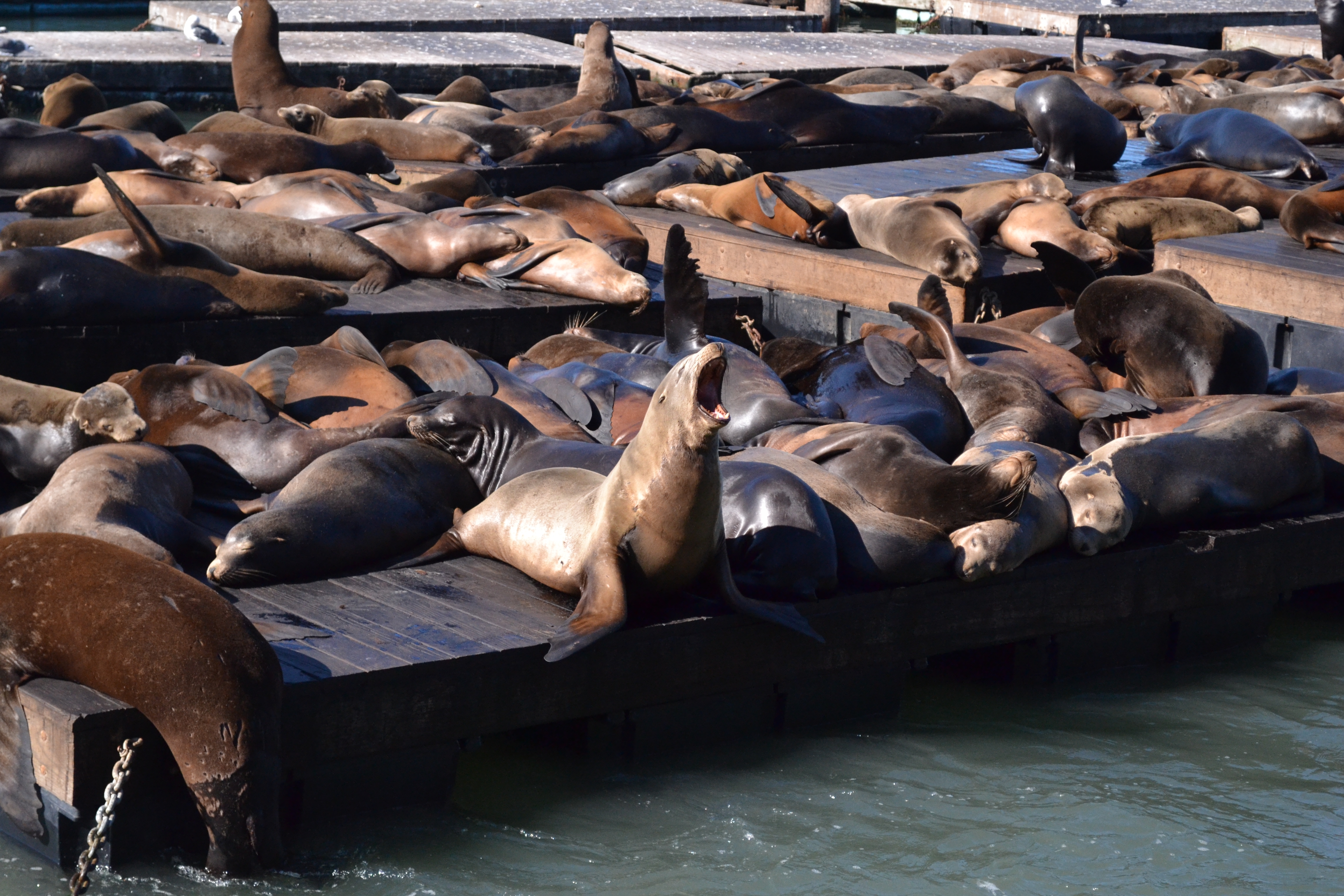 Sea lions on the floating docks at Pier 39 in San Francisco