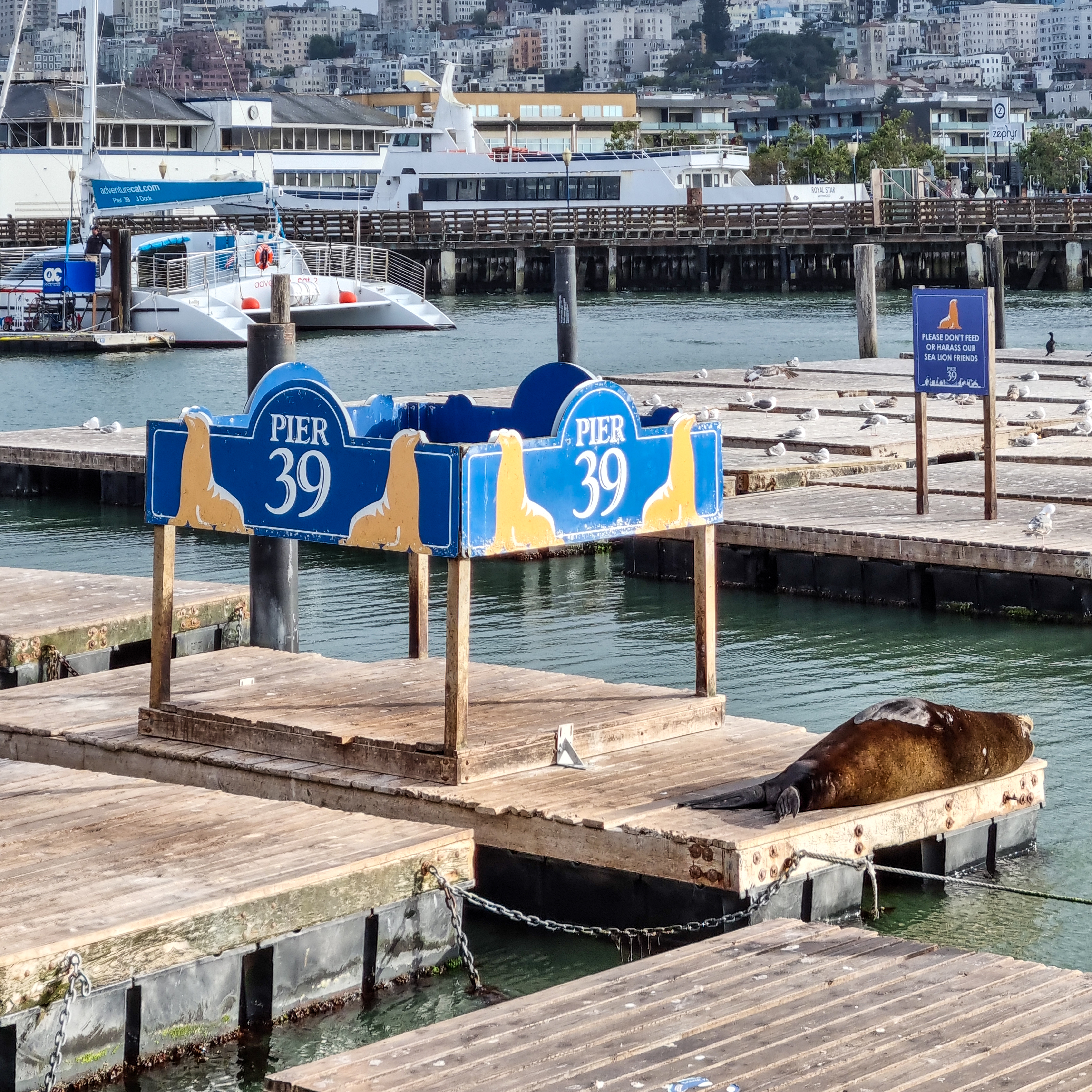 Sea Lion Viewing Area at Pier 39 with docks and visitors nearby