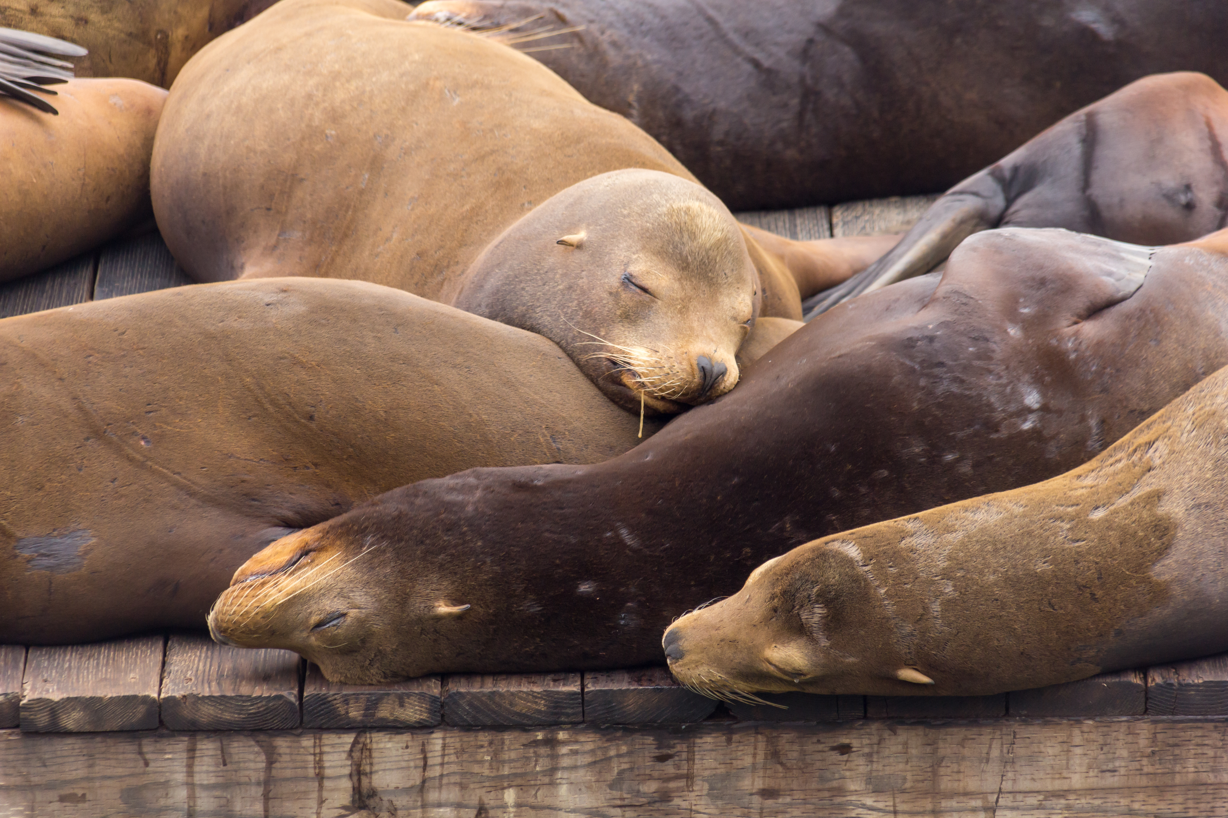 Sea lions crowded together on a Pier 39 dock
