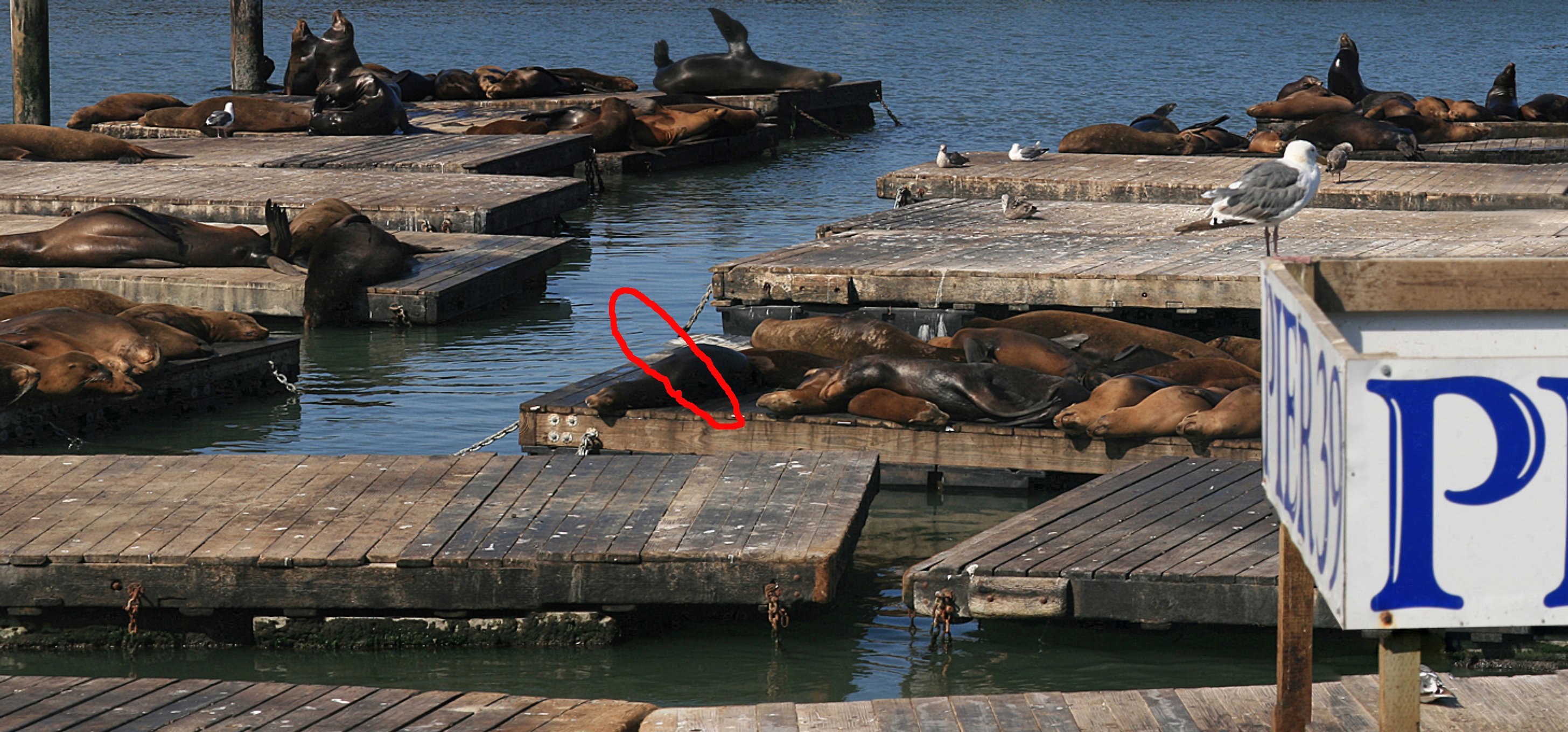 Crowded docks at Pier 39 showing sea lions at a safe distance from the rail