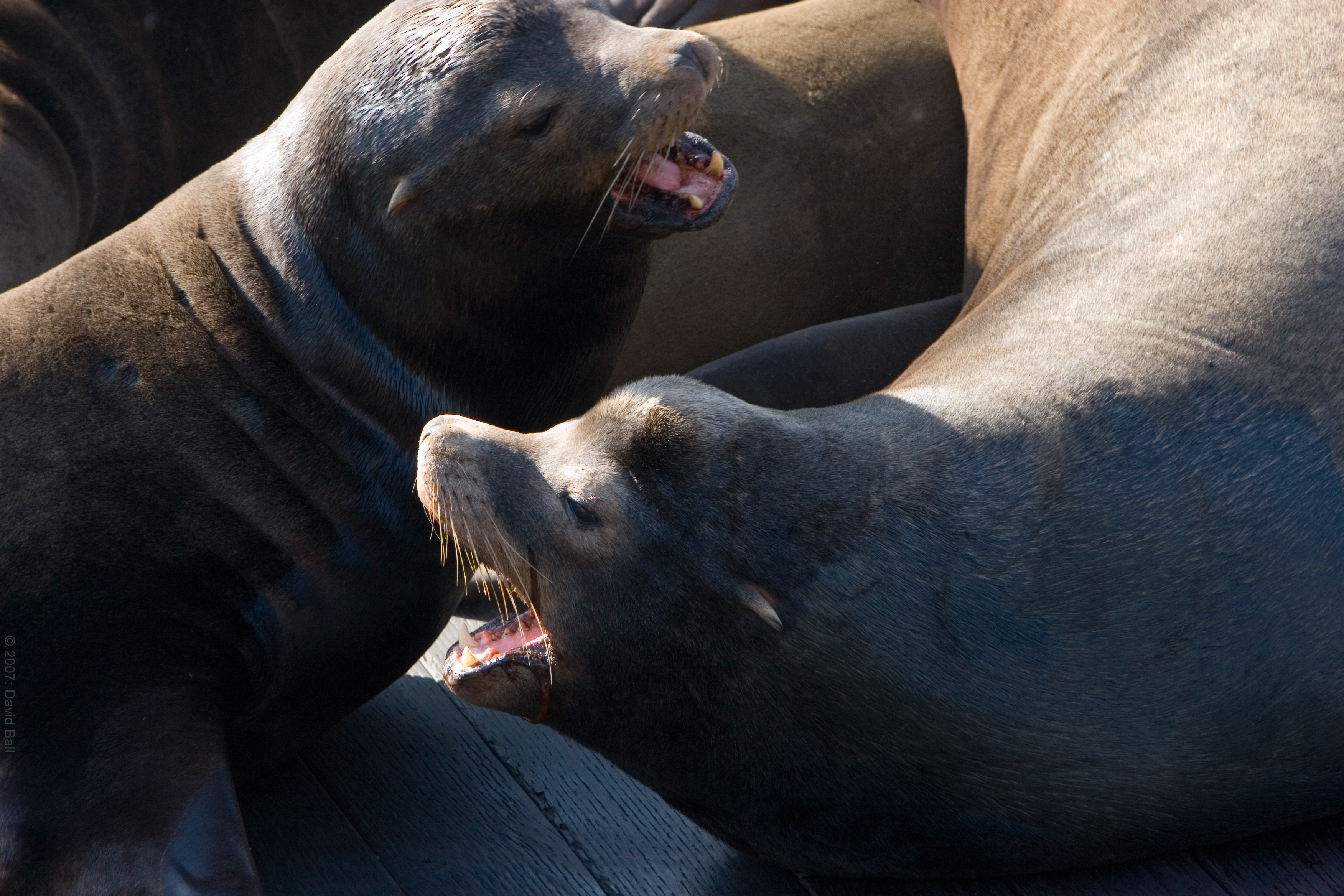 Close-up of a Steller sea lion head, showing coarse fur and blunt muzzle