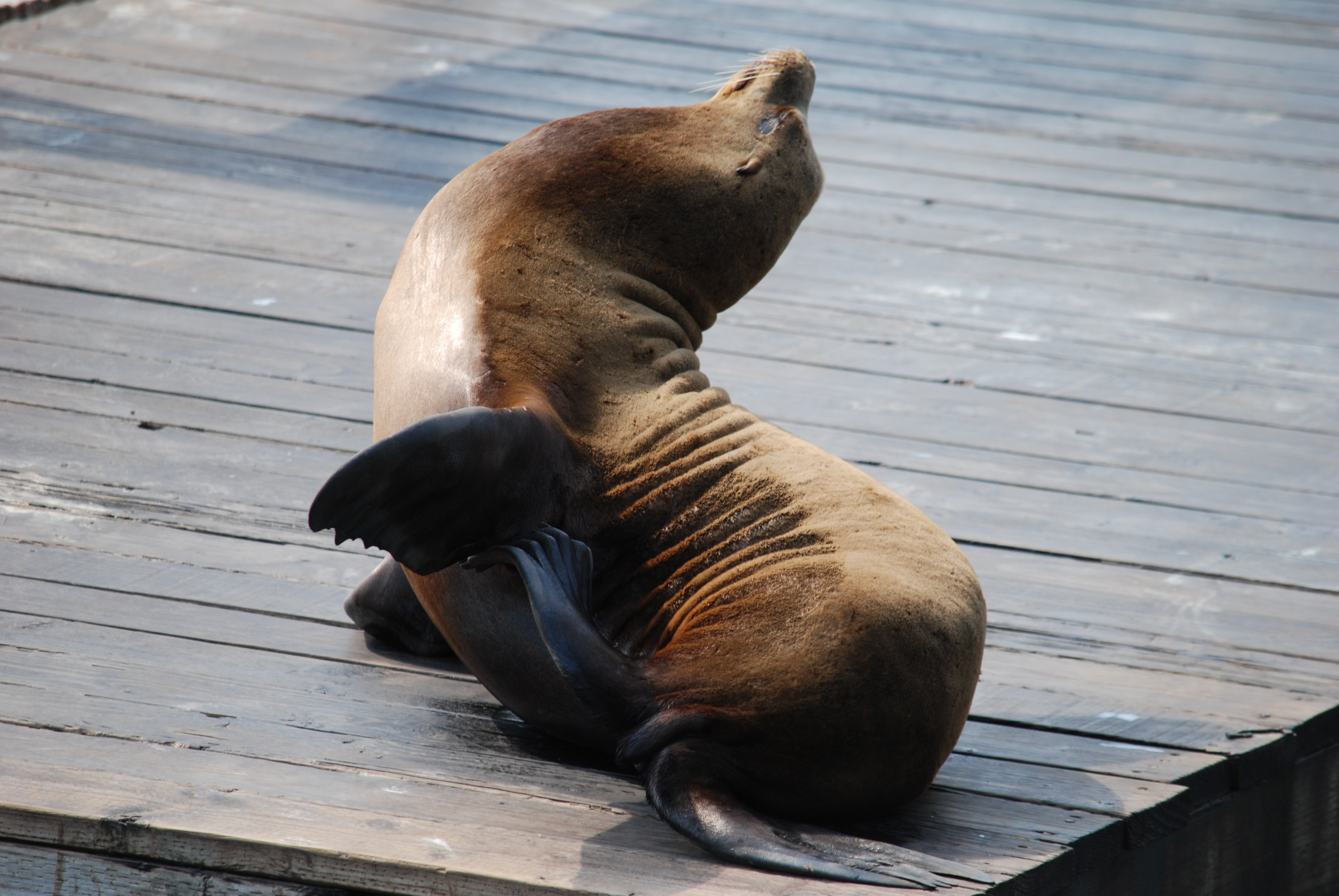 A sea lion scratching an itch