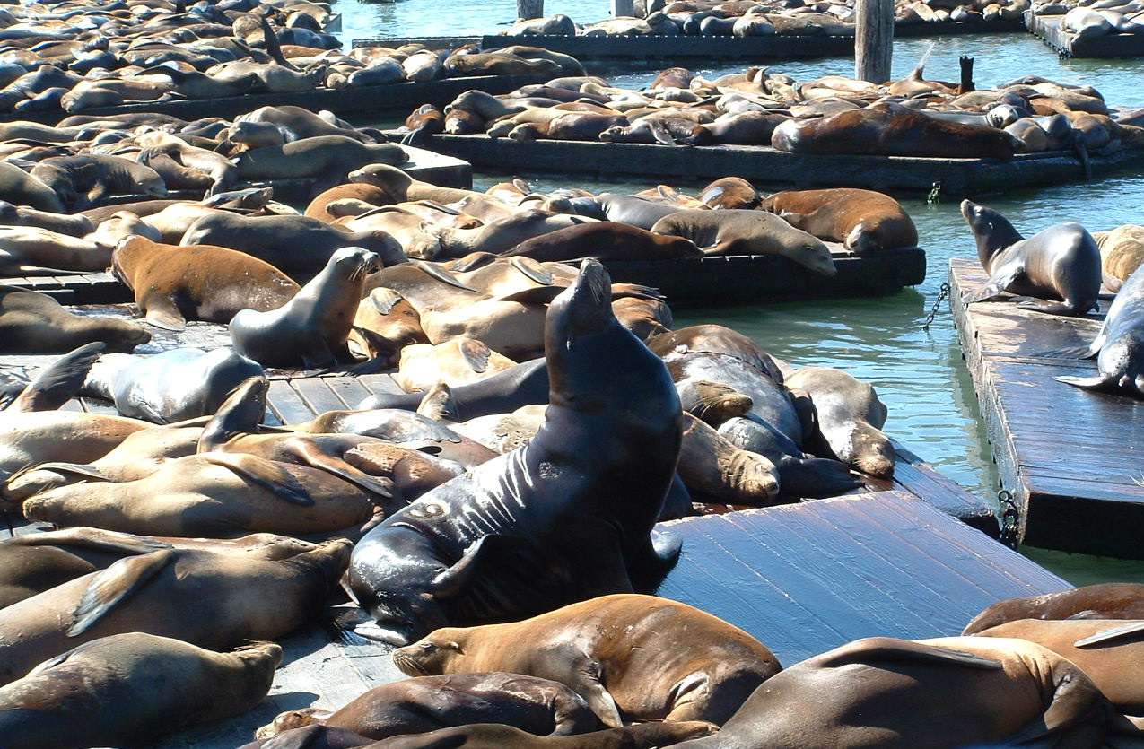 Hundreds of en:California Sea Lions sunbathing on en:Pier 39 in en:San Francisco.  Taken by Reywas92 on en:October 16, en:2003.