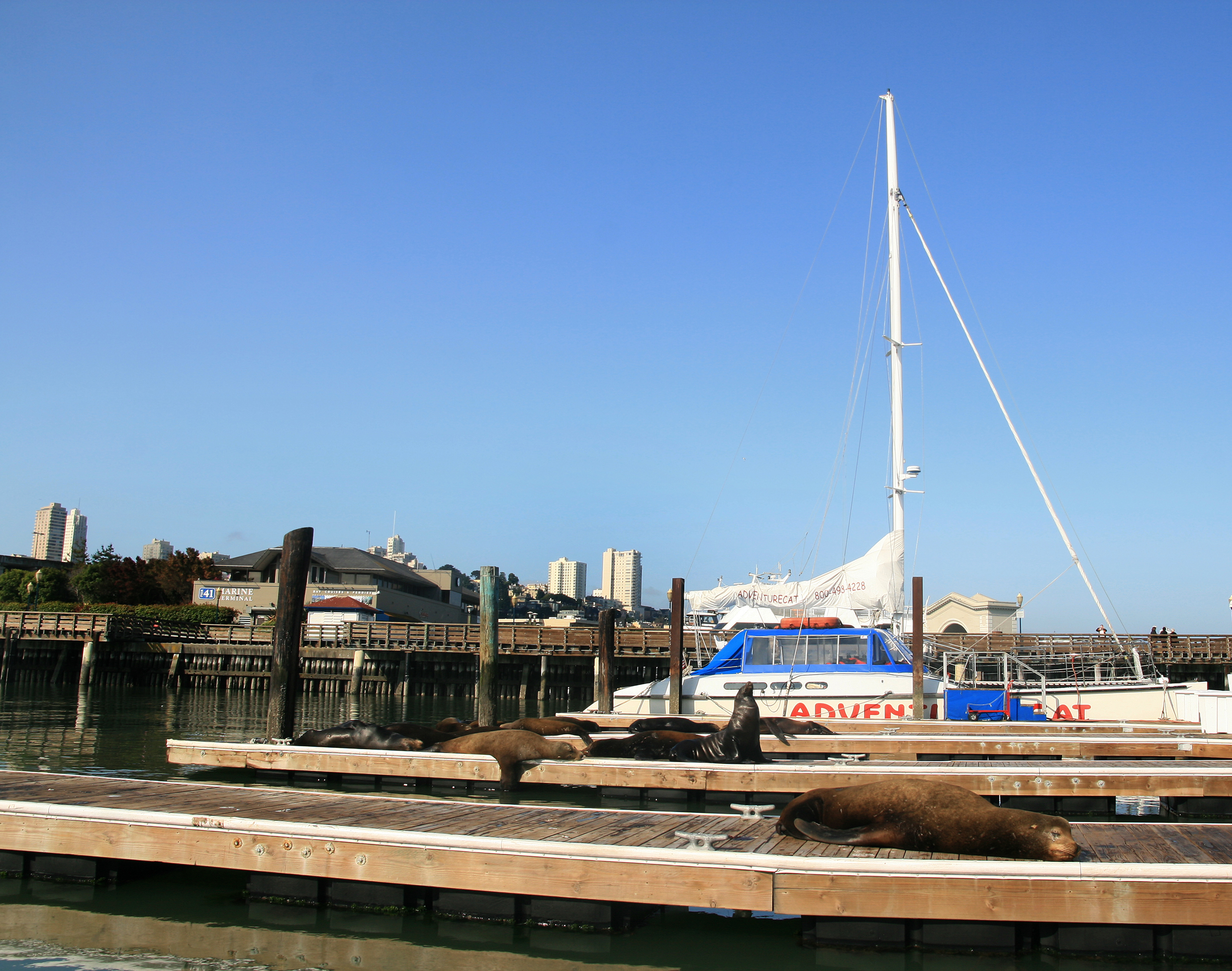 California sea lions resting on floating wooden docks at Pier 39